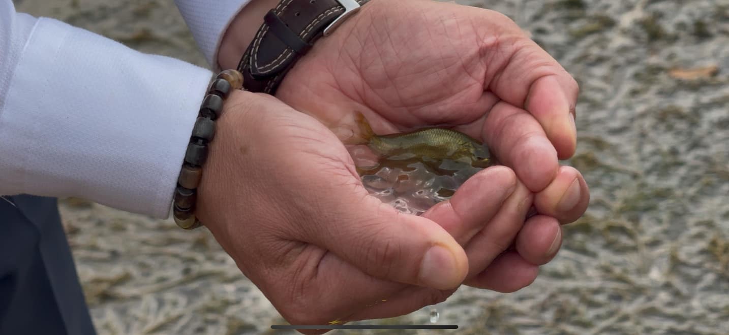 Erzincan’da Göyne Barajına 200 bin yavru sazan balığı bırakıldı 