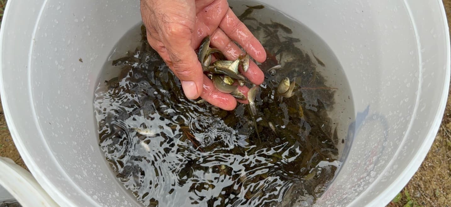 Erzincan’da Göyne Barajına 200 bin yavru sazan balığı bırakıldı 