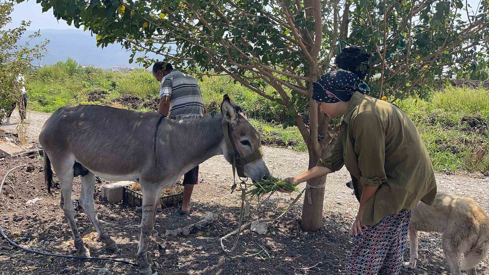 Osmaniye’nin sokak misafiri eşek, şefkatli ellere emanet 
