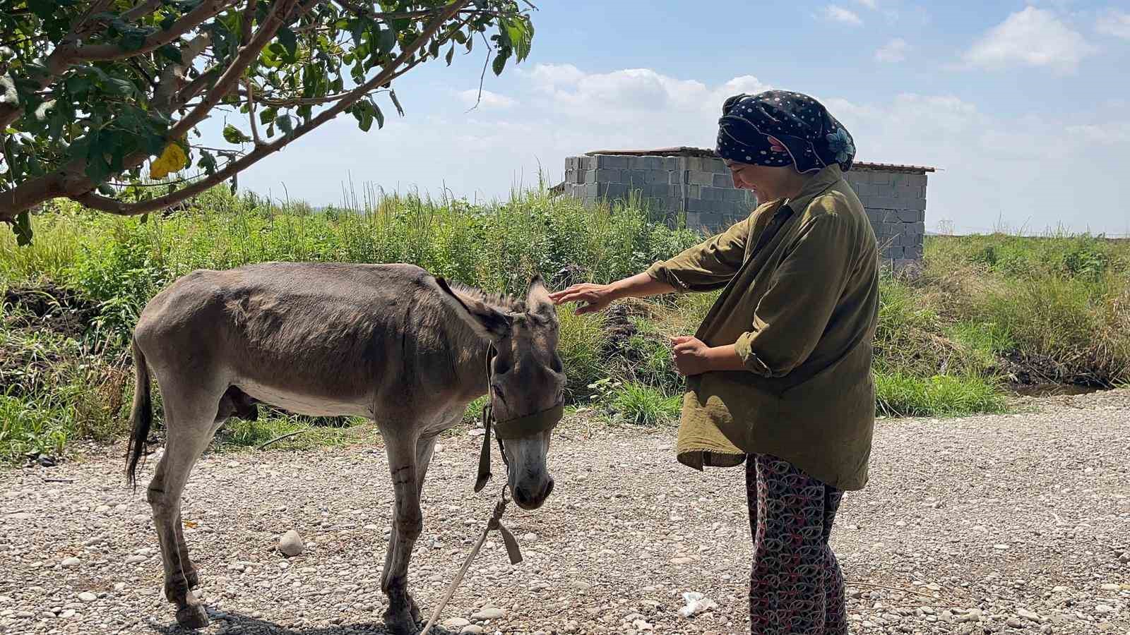 Osmaniye’nin sokak misafiri eşek, şefkatli ellere emanet 