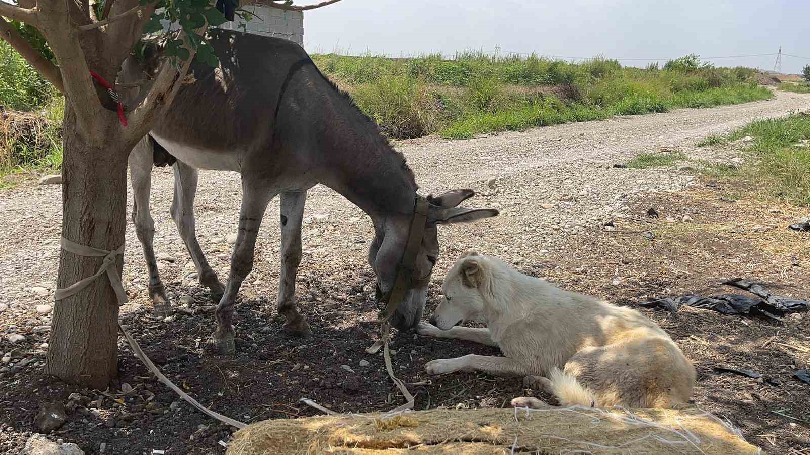 Osmaniye’nin sokak misafiri eşek, şefkatli ellere emanet 