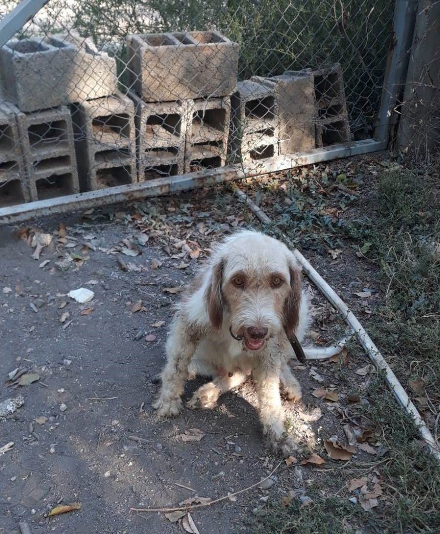 Çukura düşen köpeği itfaiye ekipleri kurtardı 