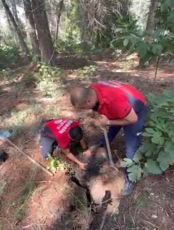 Çukura düşen köpeği itfaiye ekipleri kurtardı 