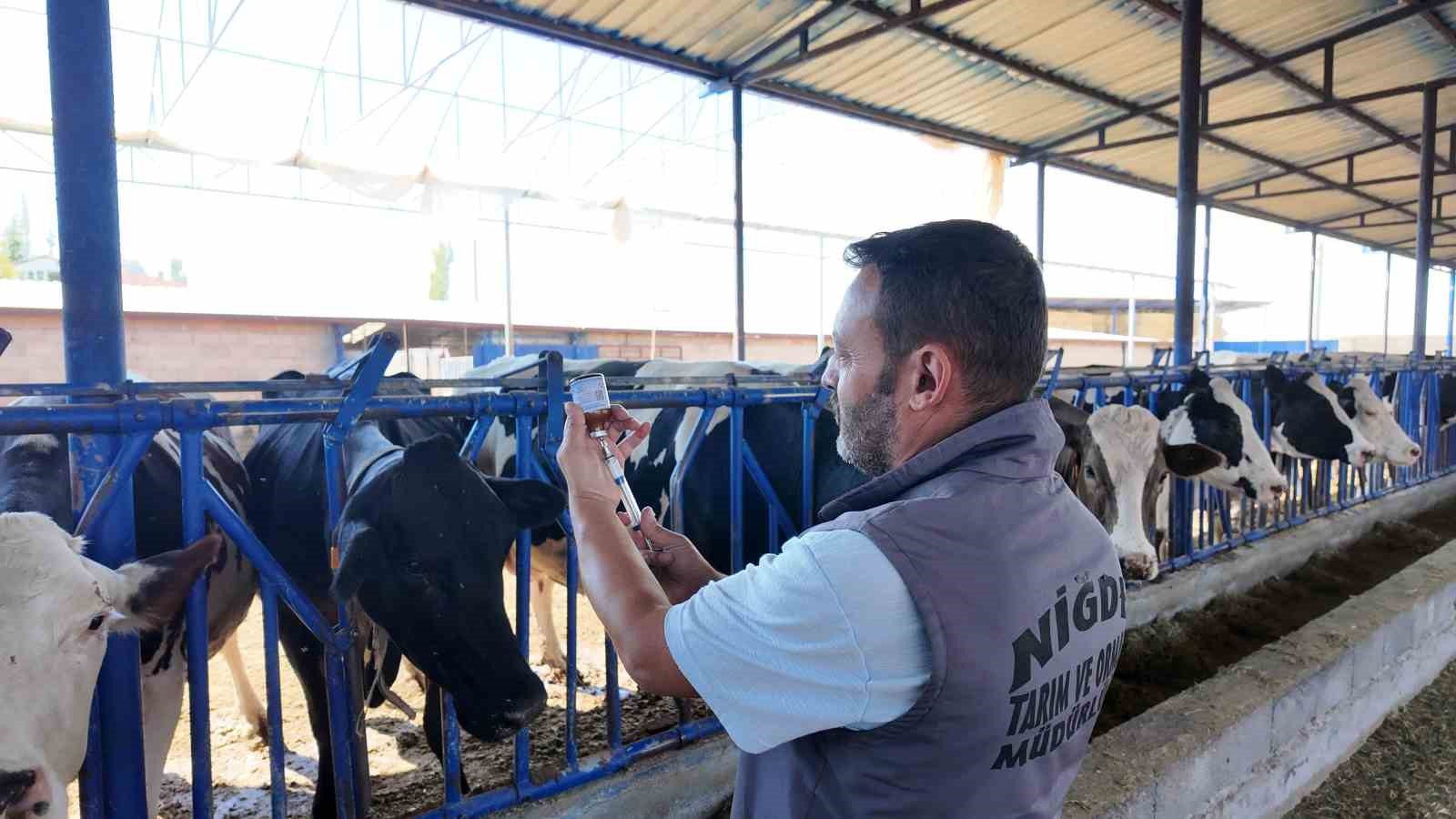 Niğde’de 190 bin hayvana şap aşısı yapıldı 
