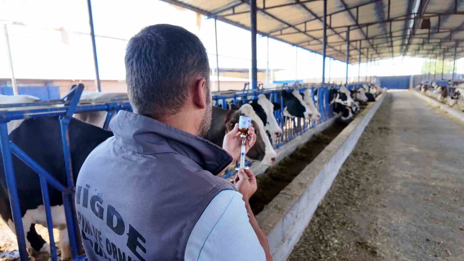 Niğde’de 190 bin hayvana şap aşısı yapıldı 