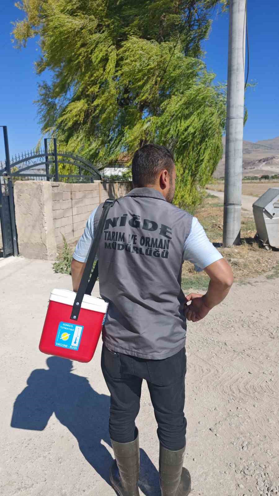 Niğde’de 190 bin hayvana şap aşısı yapıldı 