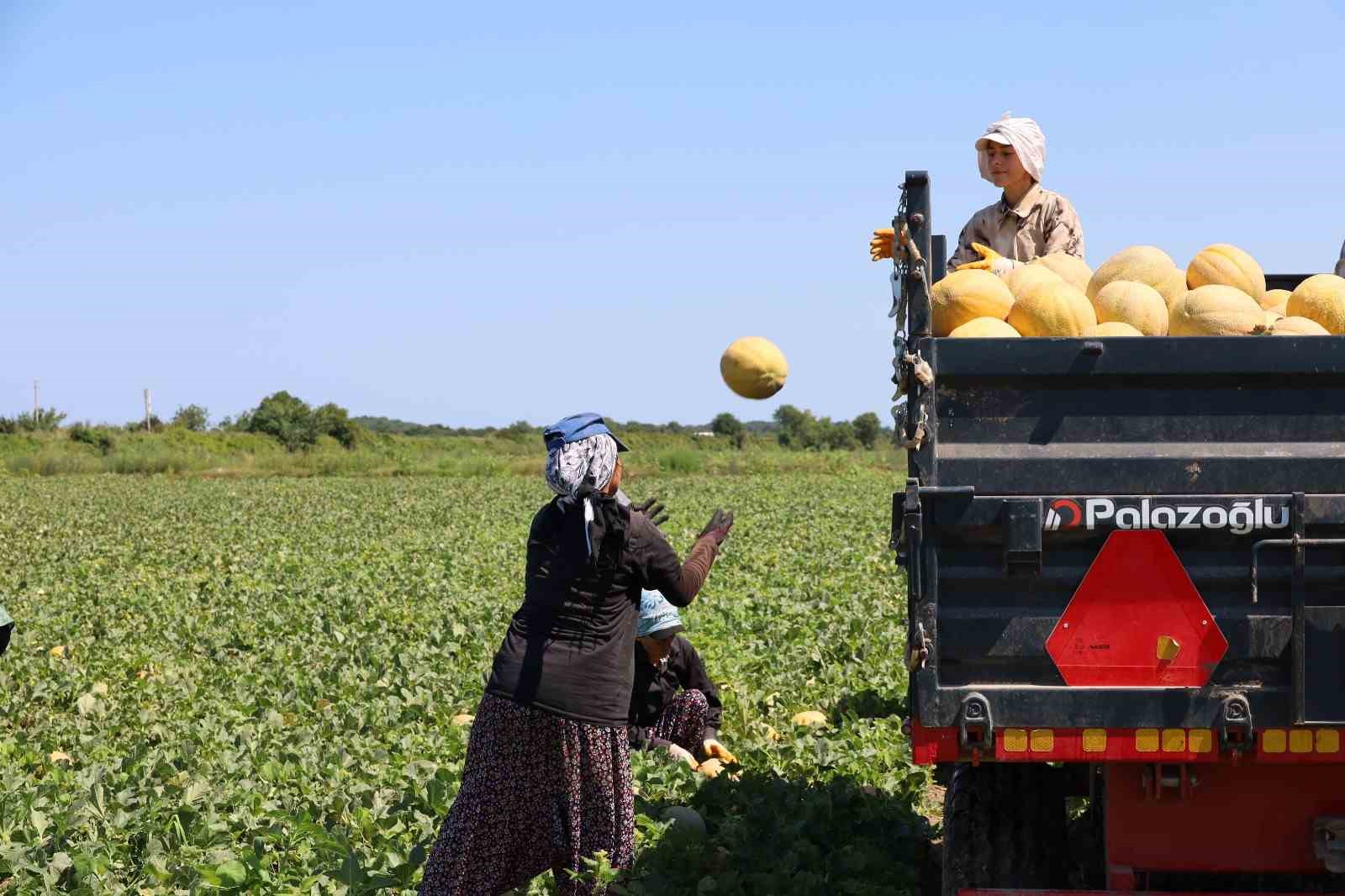 Kadın işçiler ekmek parasını topraktan çıkarıyor 