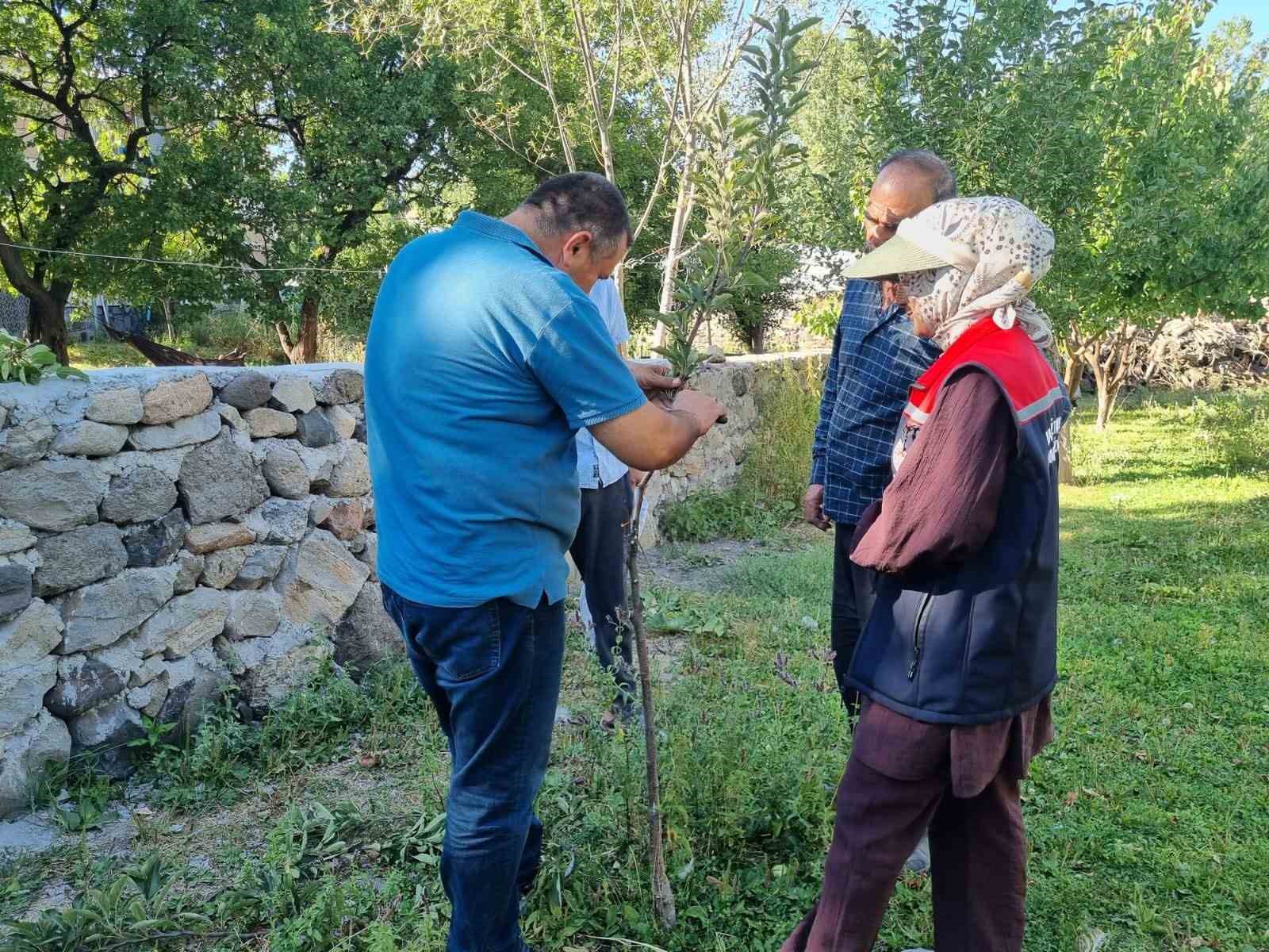 Kars’ta meyve ağaçları aşılanıyor 