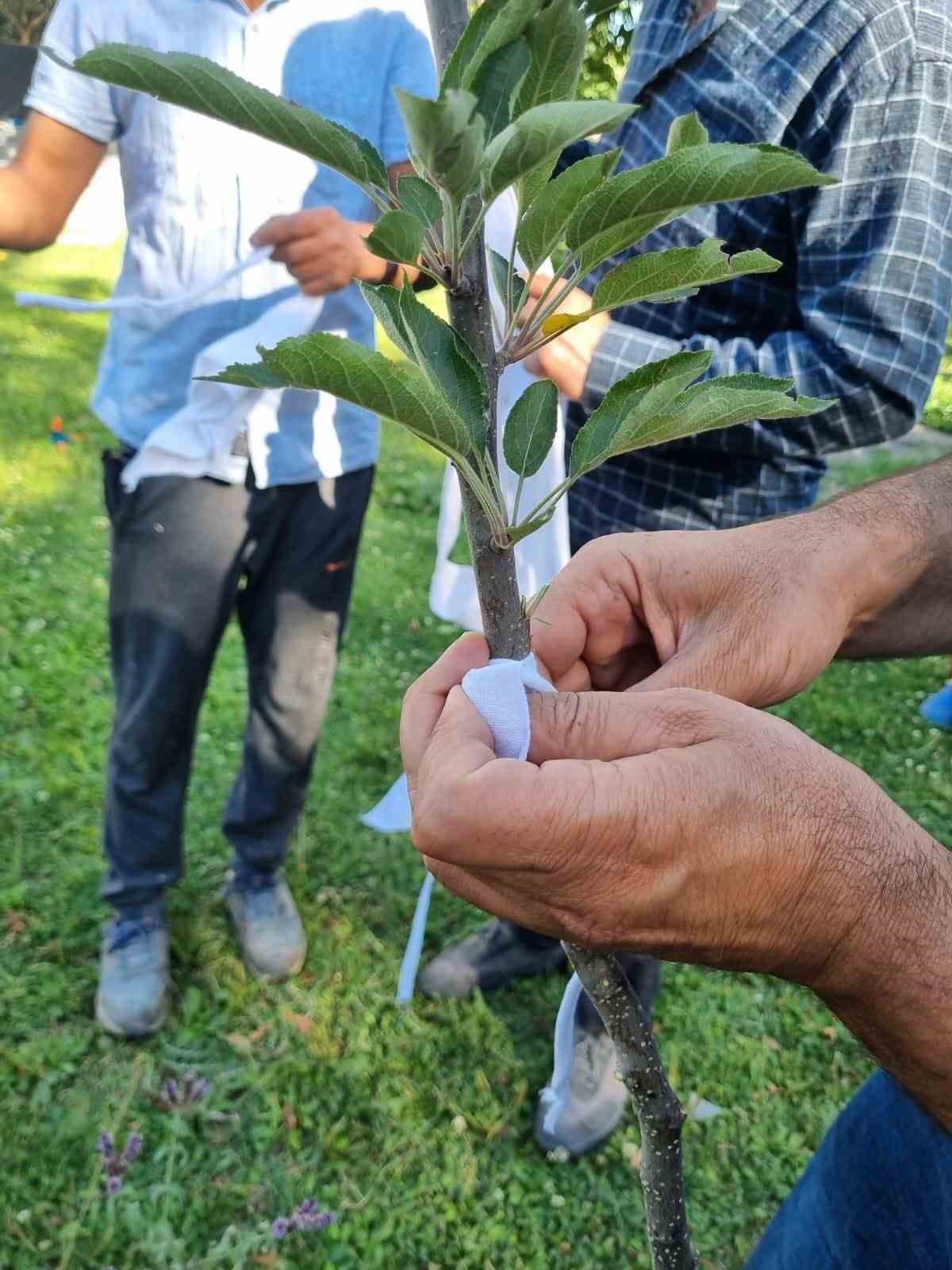 Kars’ta meyve ağaçları aşılanıyor 