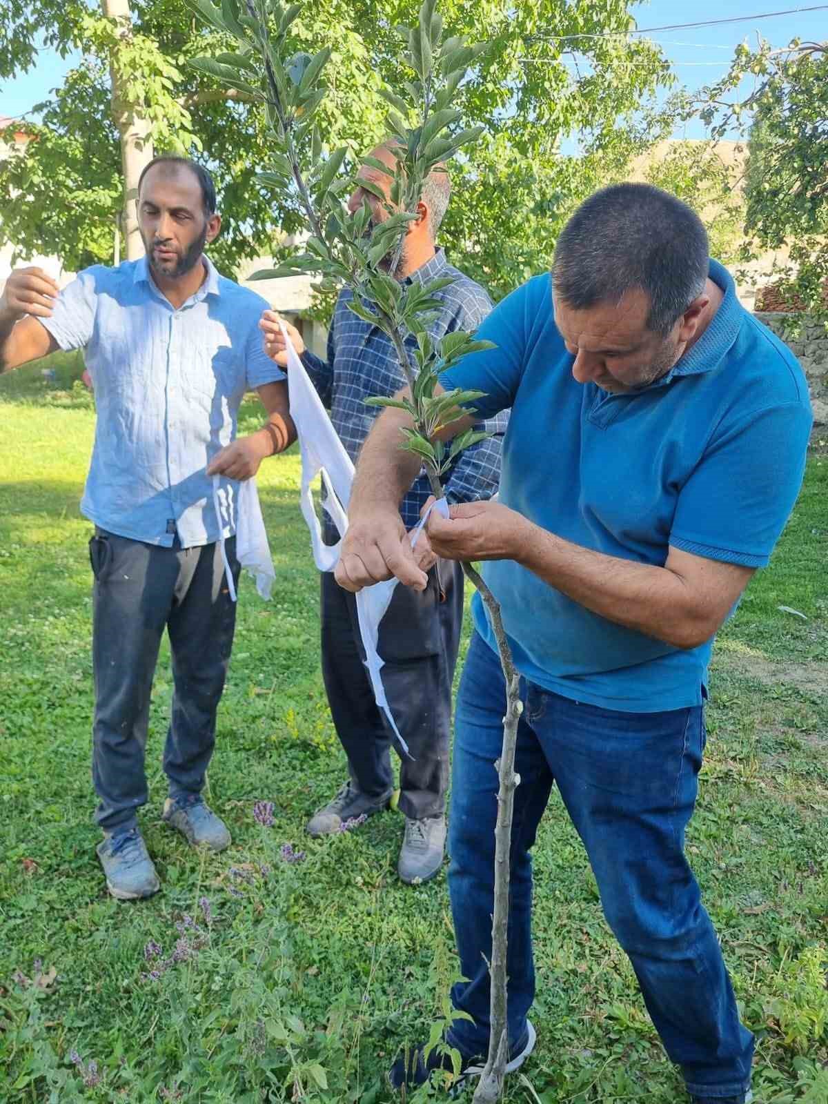 Kars’ta meyve ağaçları aşılanıyor 