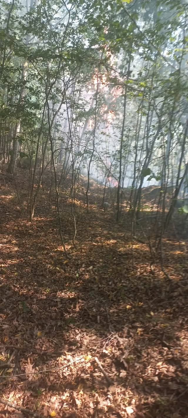 Kırklareli’de orman yangını 