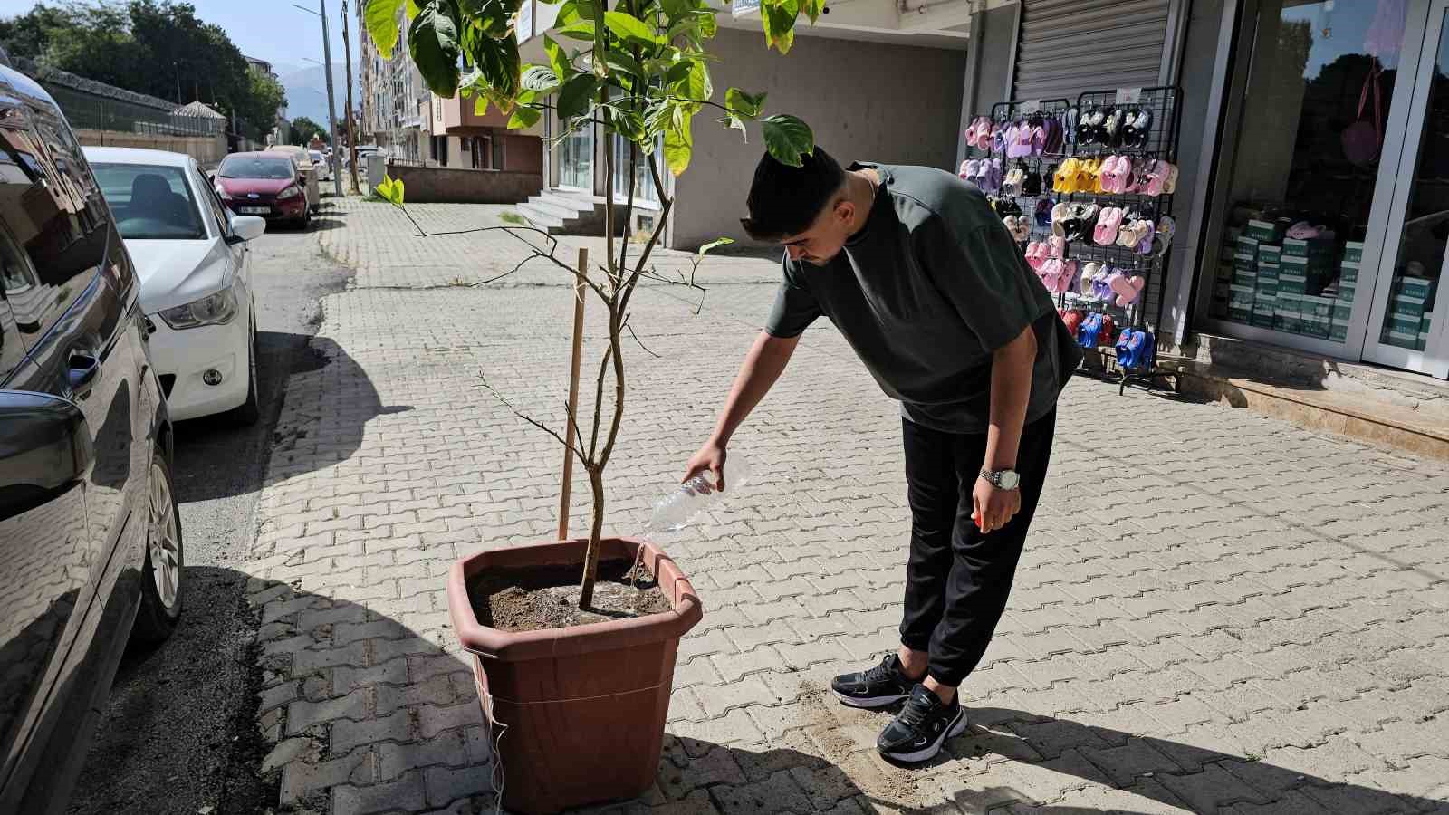 Tatvan’da keçinin inadı limon ağacını devirdi 