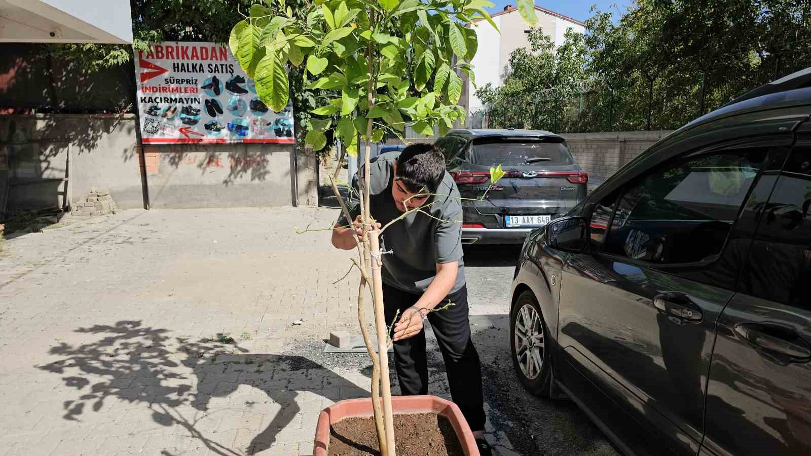 Tatvan’da keçinin inadı limon ağacını devirdi 