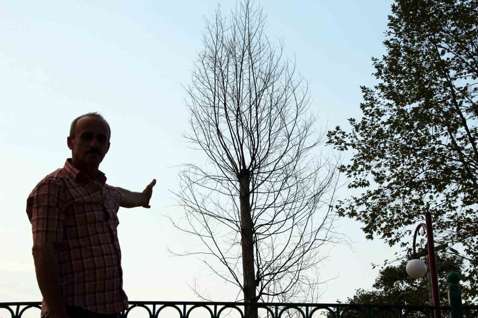 Sakarya’daki asırlık çınar ağaçları kuruyor 