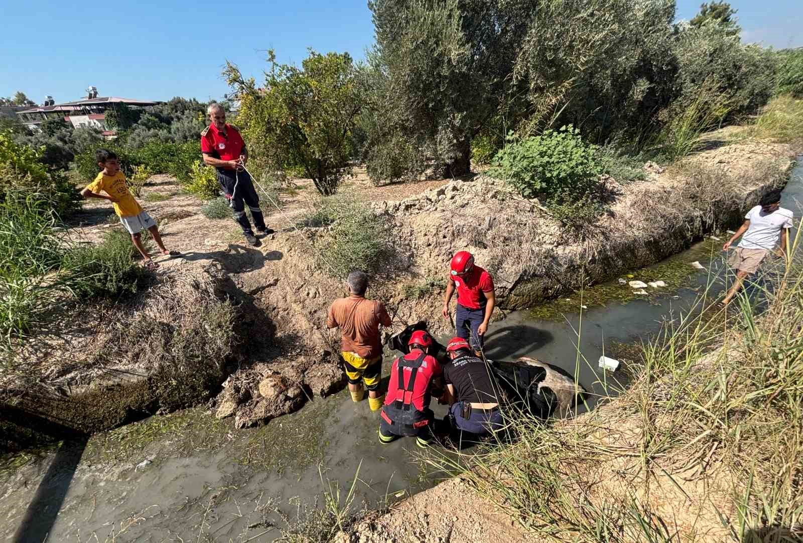 Sulama kanalına düşen inek itfaiye ekiplerince kurtarıldı 