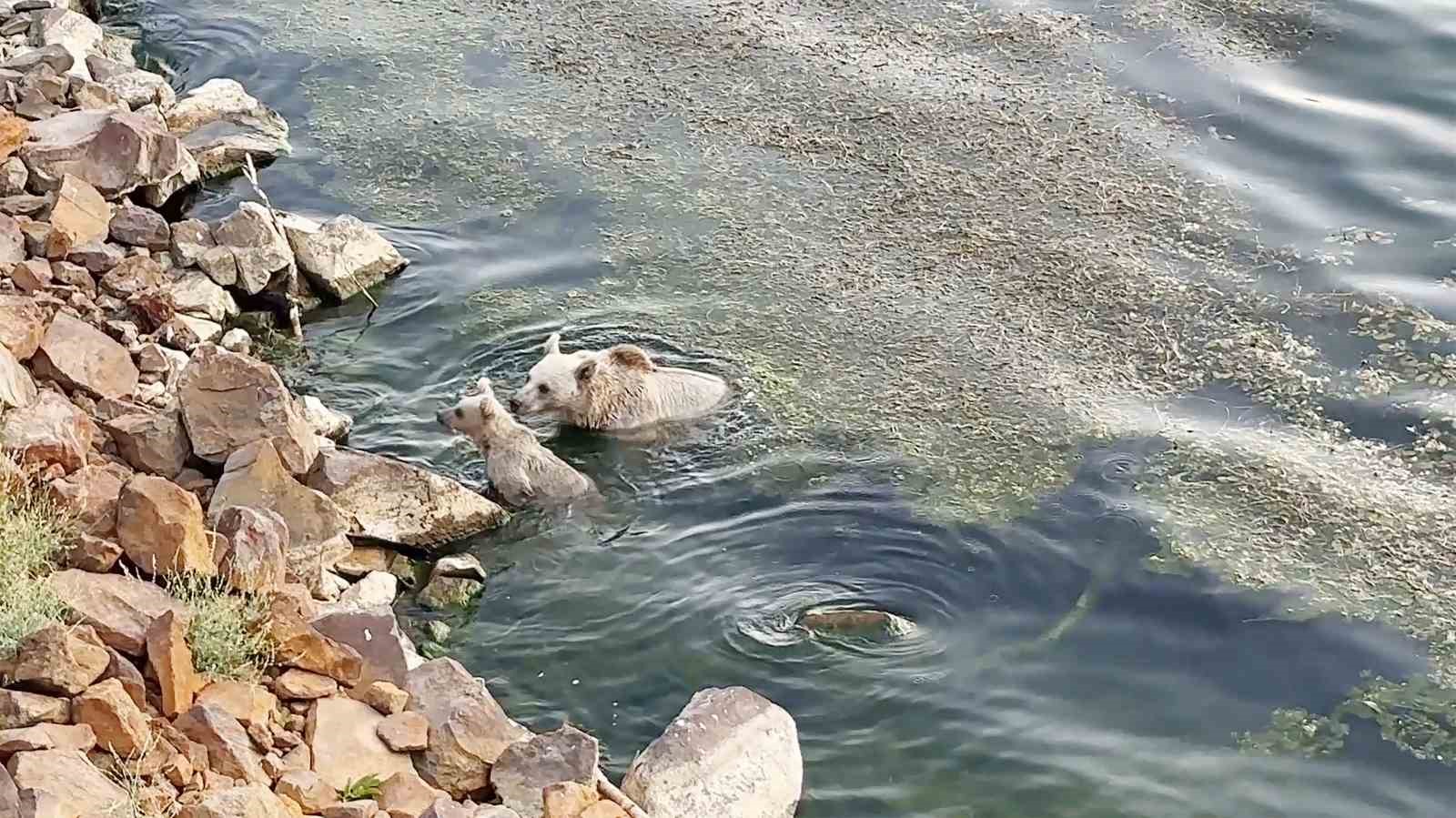 Sıcaktan bunalan ayılar kendilerini Nemrut’un serin sularına attı 