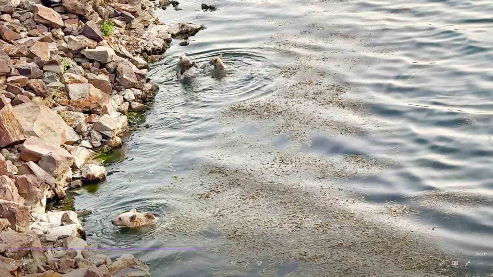 Sıcaktan bunalan ayılar kendilerini Nemrut’un serin sularına attı 