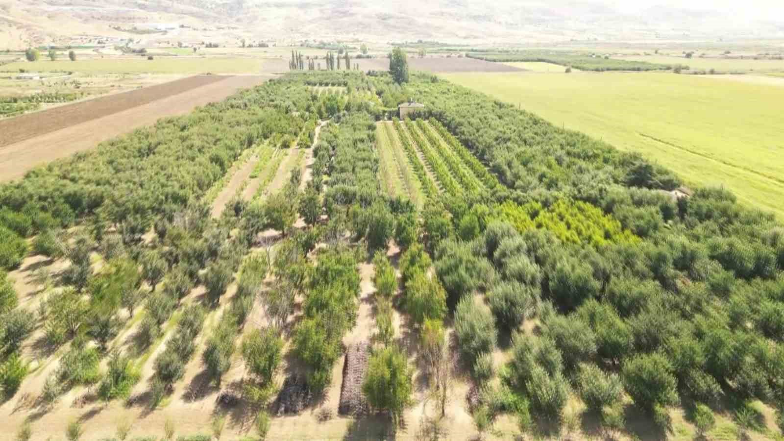 Elmalarını zirai dondan koruyan çiftçi hasada başladı: 80 ton rekolte bekliyor 