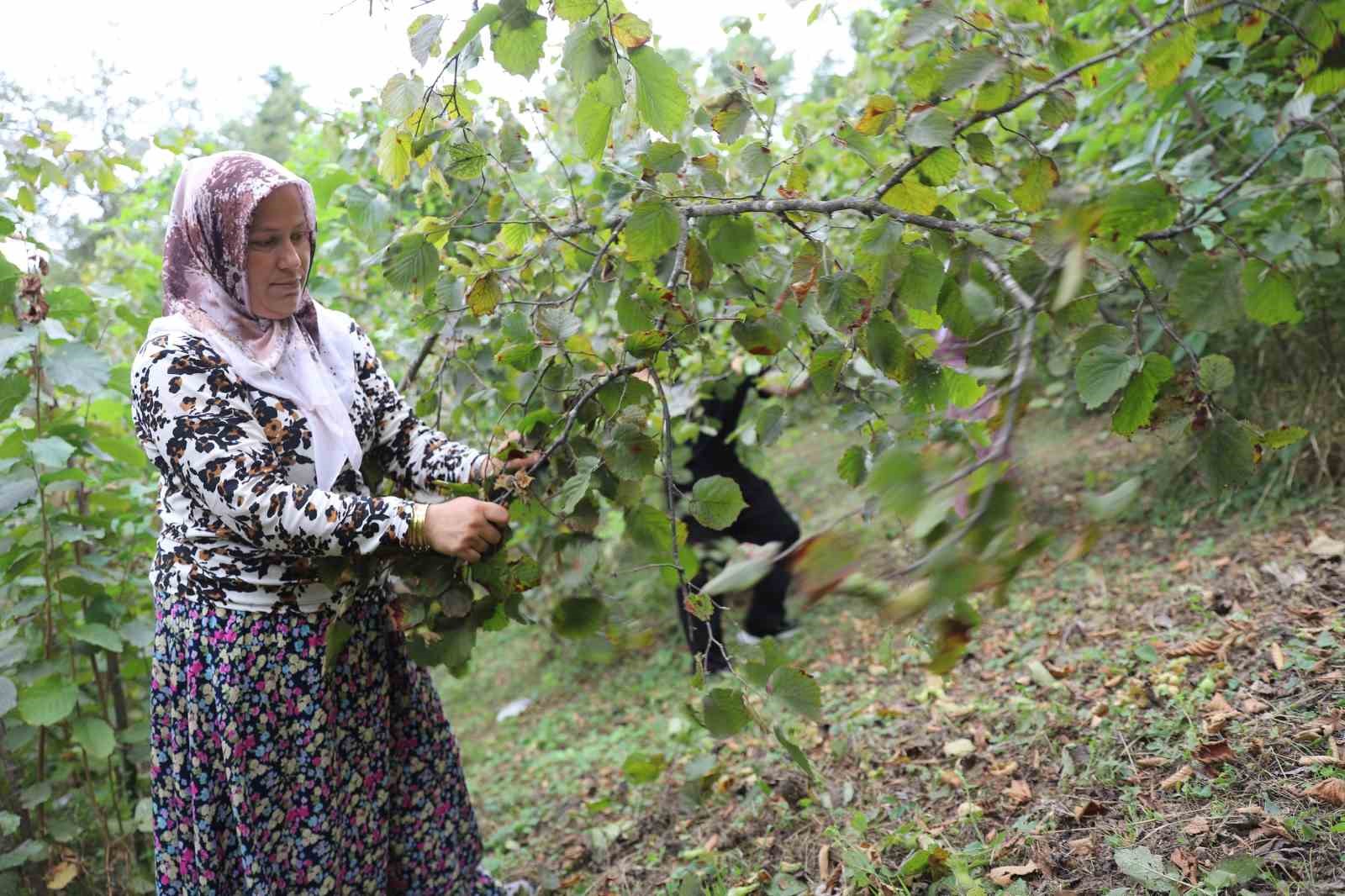 ‘Fındık Dalda, Aklın İşçide Kalmasın’ projesi, işçi ve üreticileri memnun ediyor 