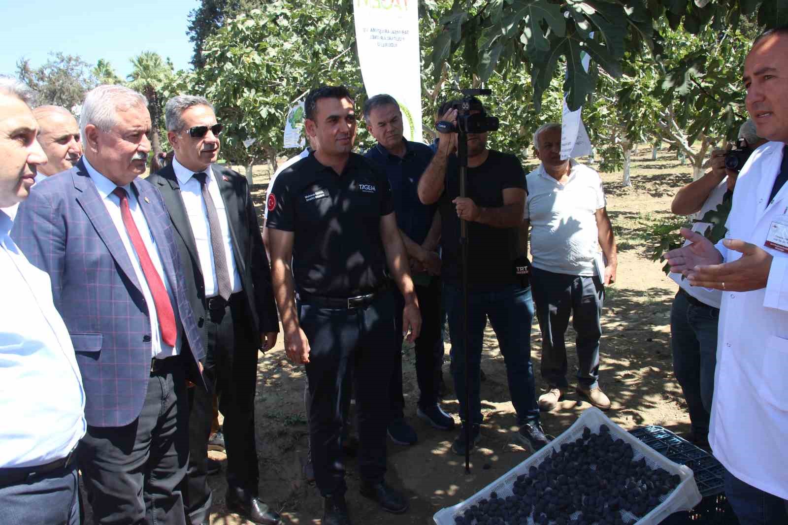 İncirliova’da protokol üyeleri incir hasadına katıldı 