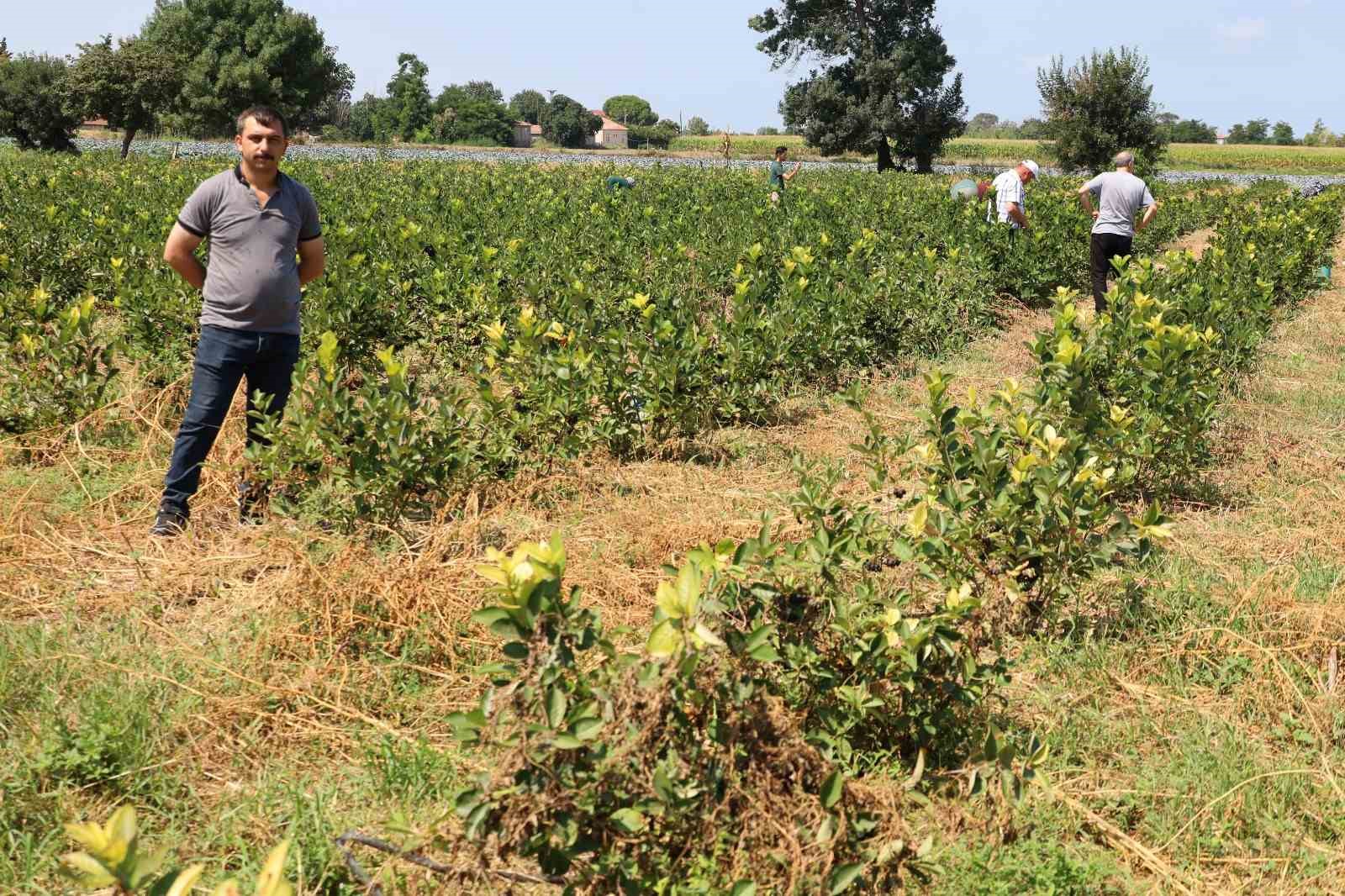 Bafra Ovası’nda aronya üretimi yaygınlaşıyor 