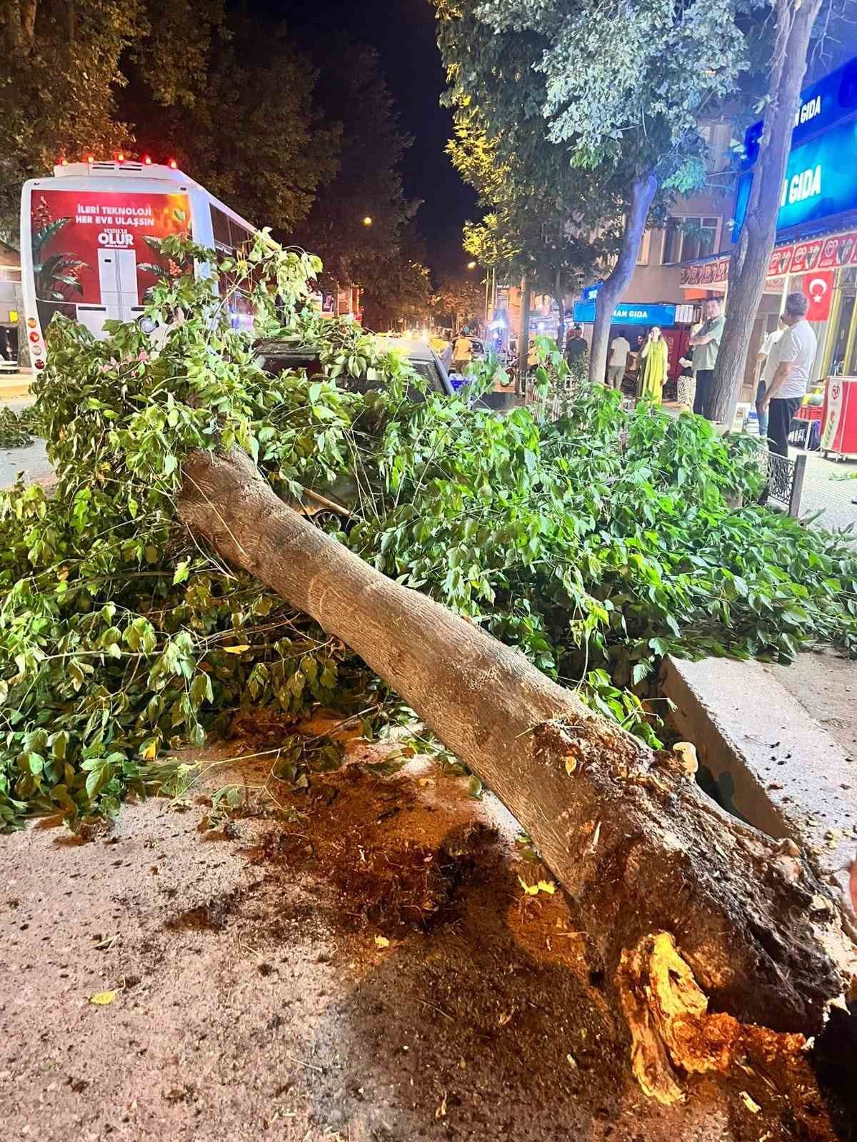 Edirne’de ağaç devrildi, 2 araç hasar gördü 