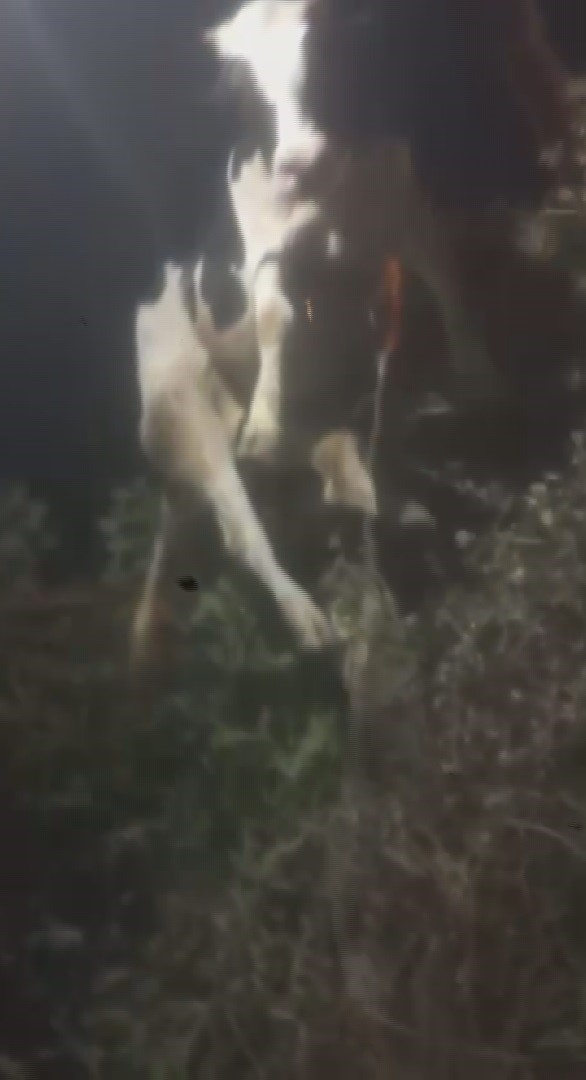 Sulama kanalına düşen ineği itfaiye ekipleri kurtardı 