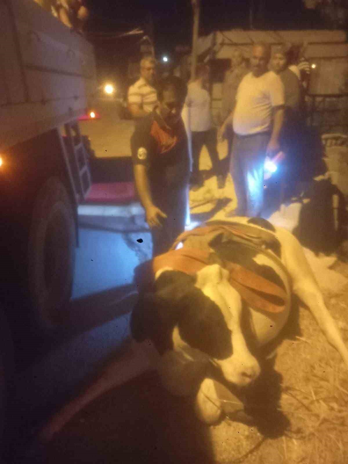 Sulama kanalına düşen ineği itfaiye ekipleri kurtardı 