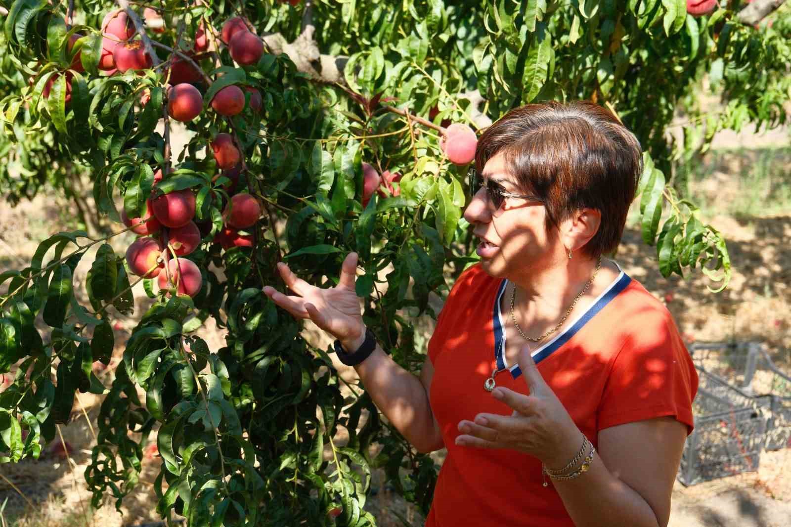 Şeftalinin 120 çeşidiyle ’koleksiyon bahçesi’ oluşturdular 