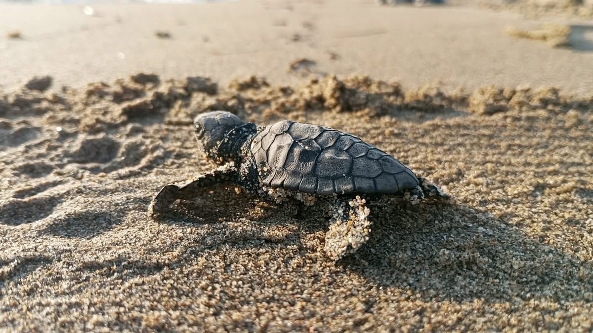 Kuşadası’nda koruma altındaki yuvadan ilk yavrular denize ulaştı 