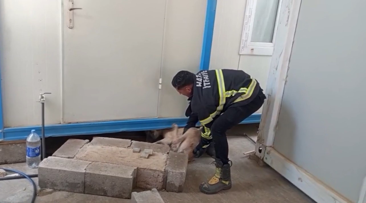 Hatay’da konteynerin altına sıkışan köpek kurtarıldı 
