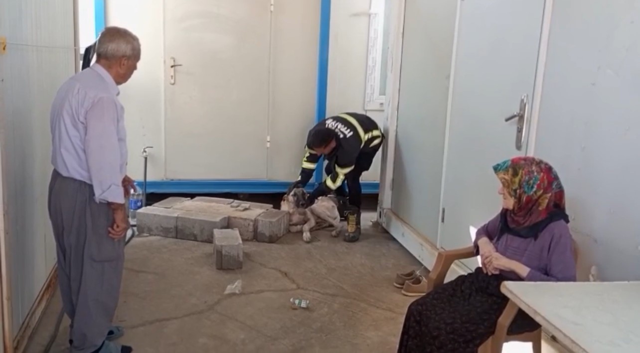 Hatay’da konteynerin altına sıkışan köpek kurtarıldı 