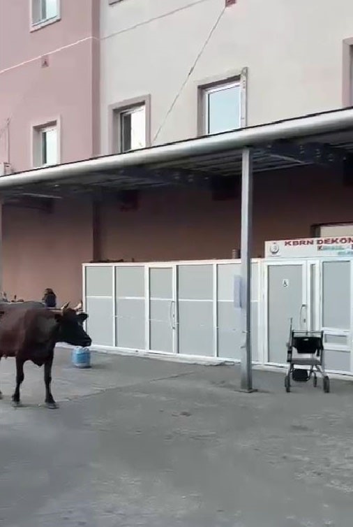 Tekirdağ’da hastaneye gelen inek gülümsetti 