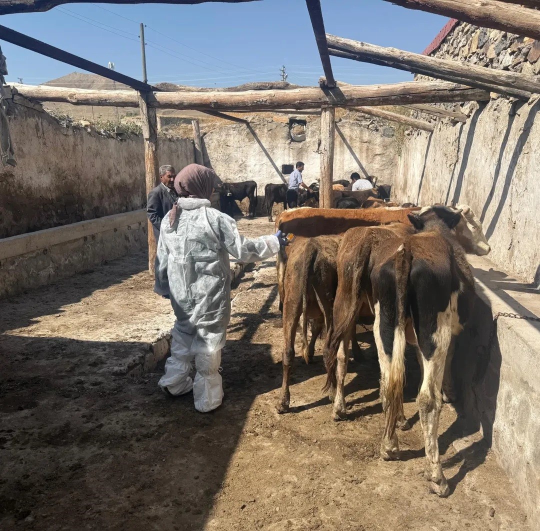 Diyadin’de şap hastalığına karşı aşı çalışmaları devam ediyor 
