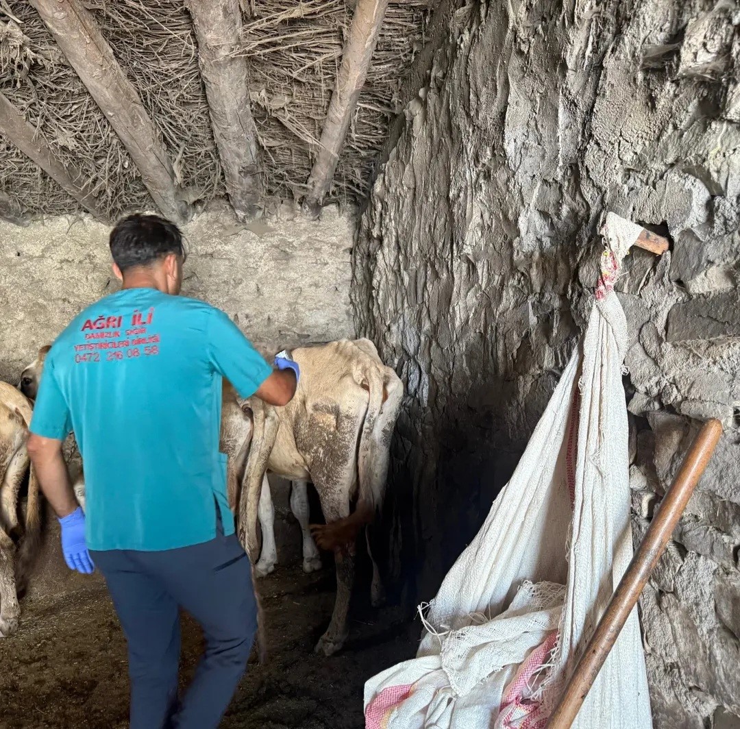Diyadin’de şap hastalığına karşı aşı çalışmaları devam ediyor 