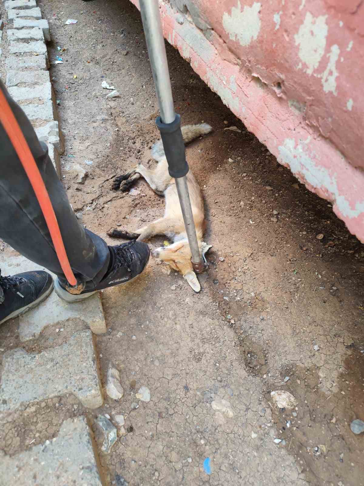 Siirt’te tilki evin bahçesine girdi 