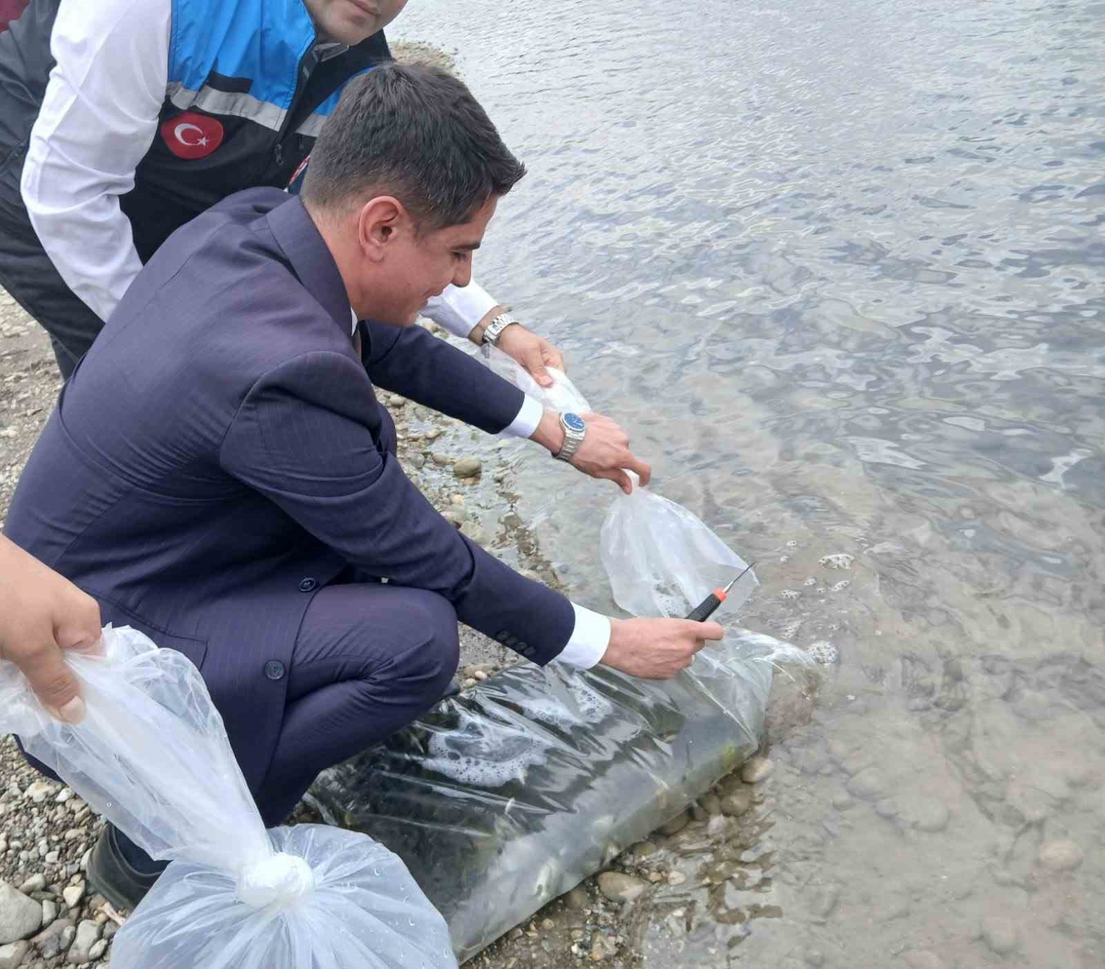 Uluköy Barajı’na 25 bin aynalı sazan bırakıldı 