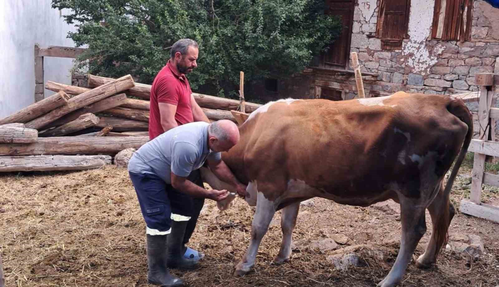Bayburt’ta şap aşılama çalışmaları merkez ve ilçelerde devam ediyor 