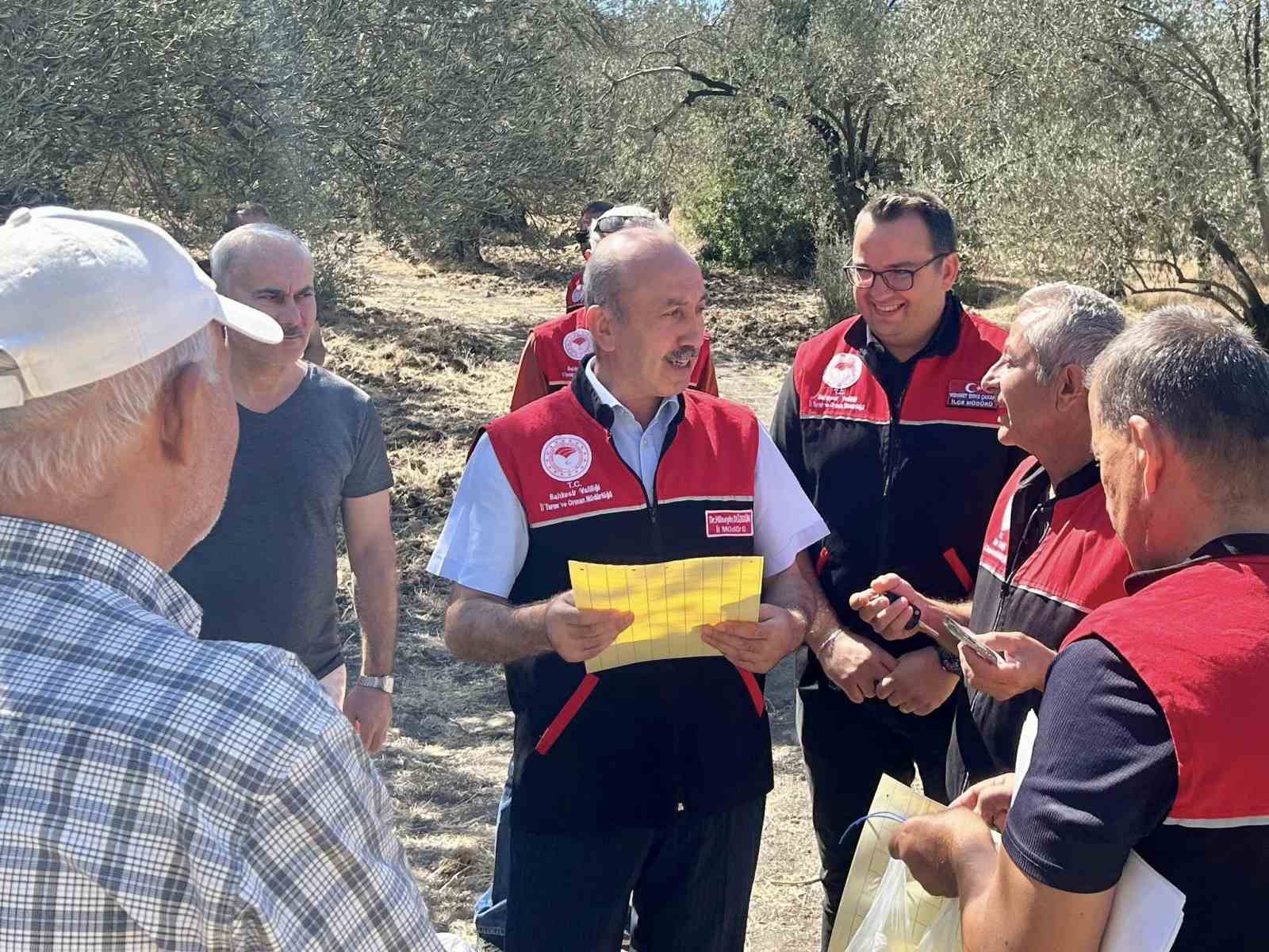 Feromon tuzaklarla zeytin sineğiyle mücadele başladı 