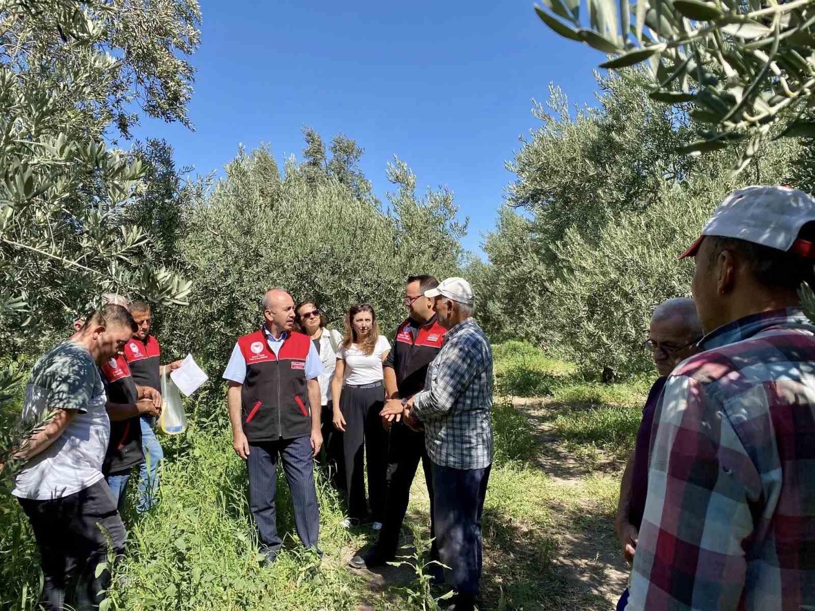 Feromon tuzaklarla zeytin sineğiyle mücadele başladı 
