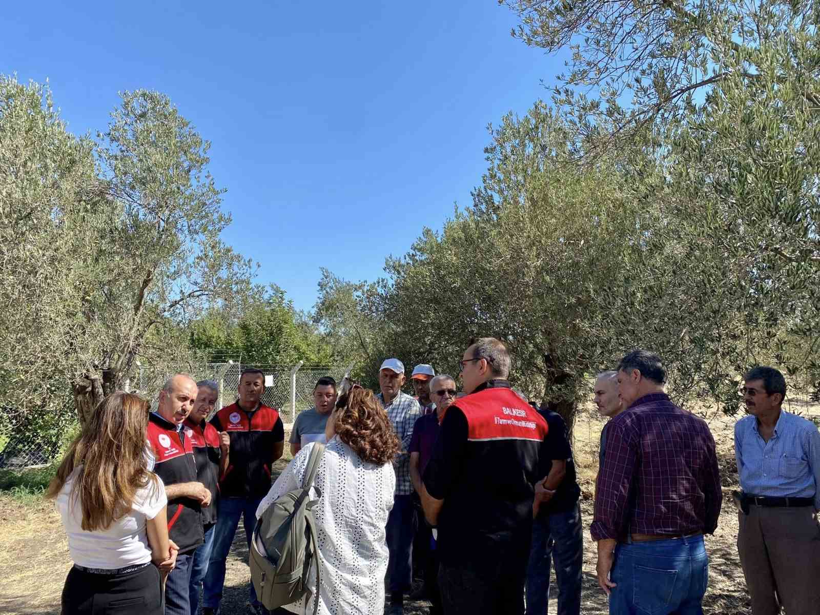 Feromon tuzaklarla zeytin sineğiyle mücadele başladı 