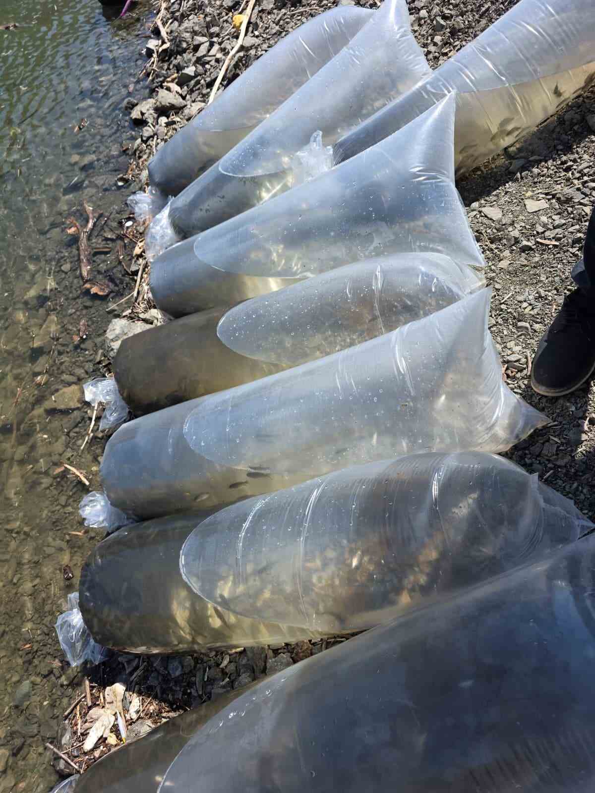 Beyhan Baraj Gölü’ne 50 bin yavru balık bırakıldı 