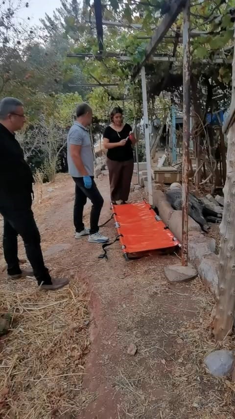 Silahla yaralanan domuz Doğal Yaşam Parkı’nda iyileştirildi 