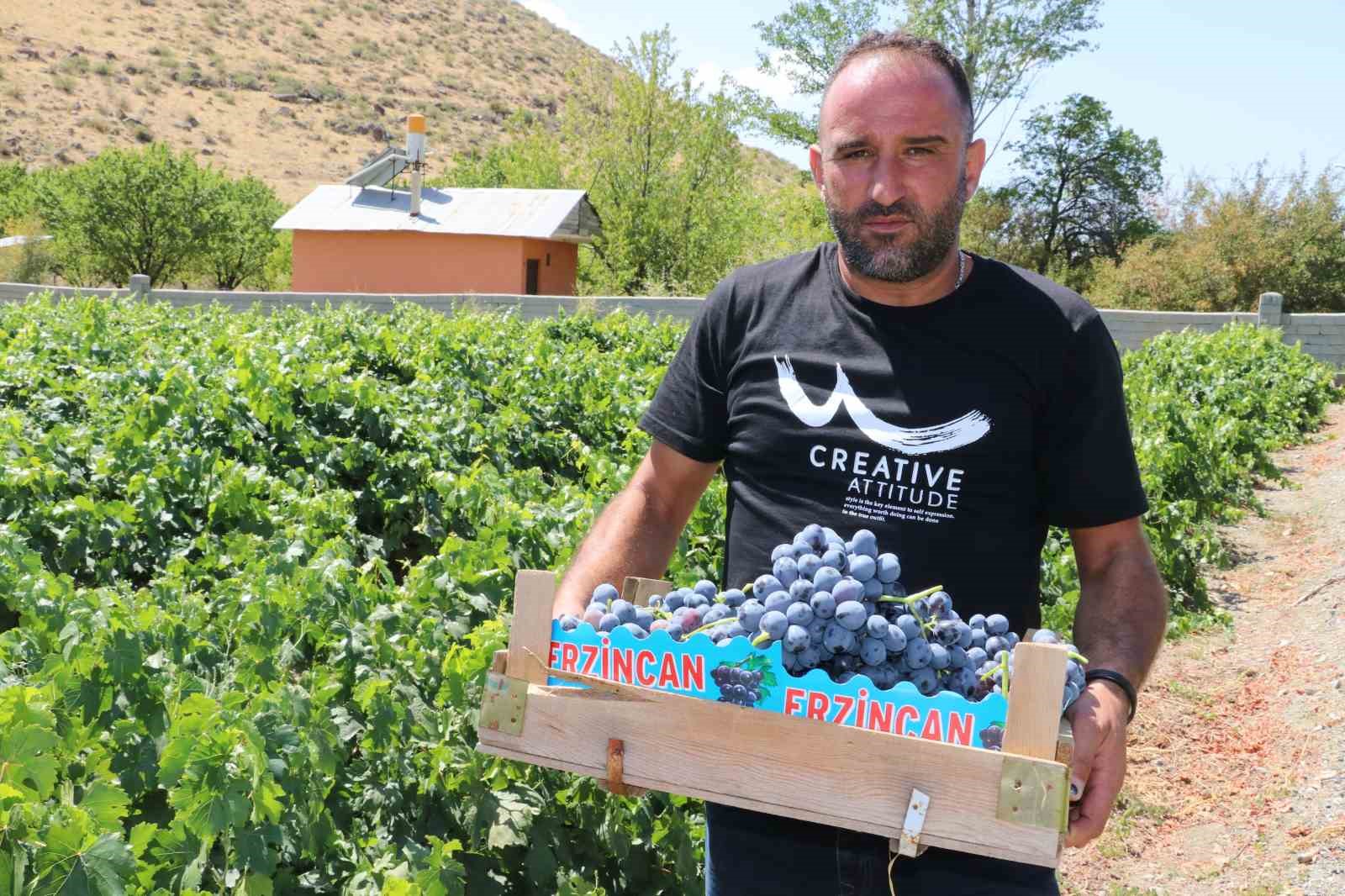İki asırlık Üzümlü’nün bağlarında Cimin üzümü hasadı başladı 