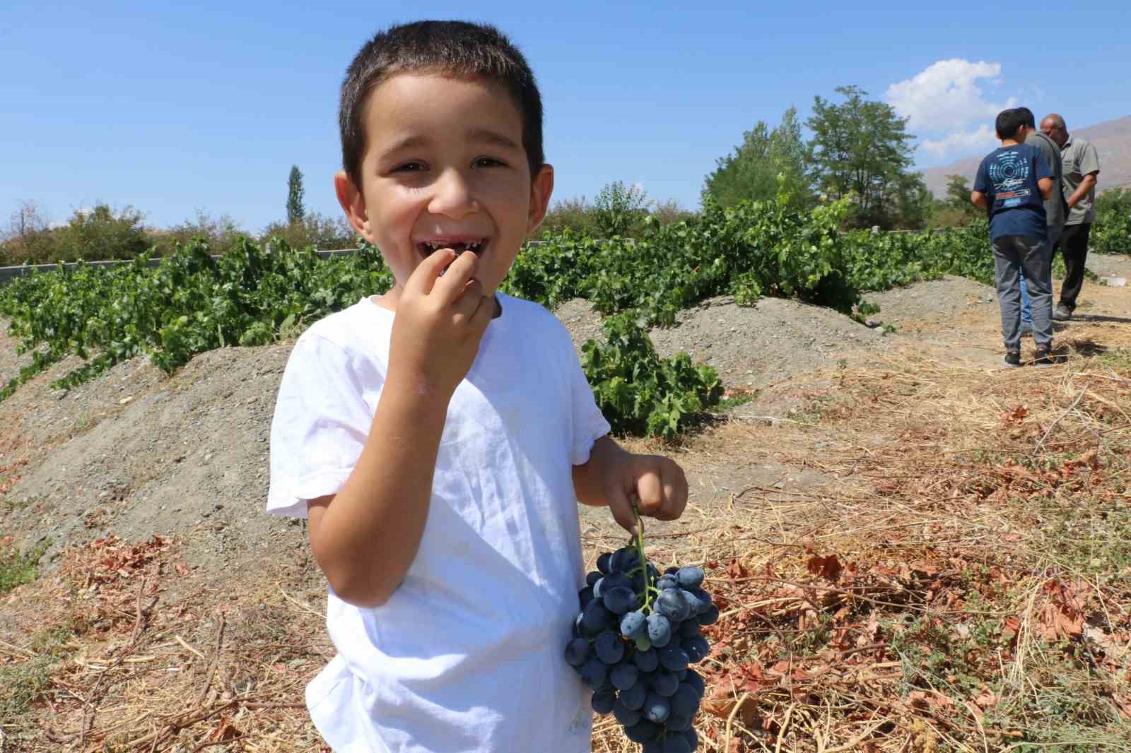 İki asırlık Üzümlü’nün bağlarında Cimin üzümü hasadı başladı 
