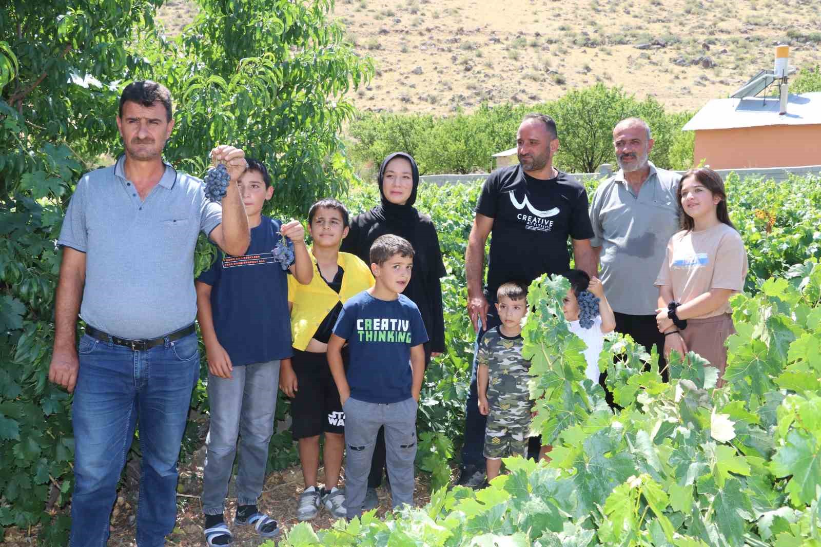 İki asırlık Üzümlü’nün bağlarında Cimin üzümü hasadı başladı 