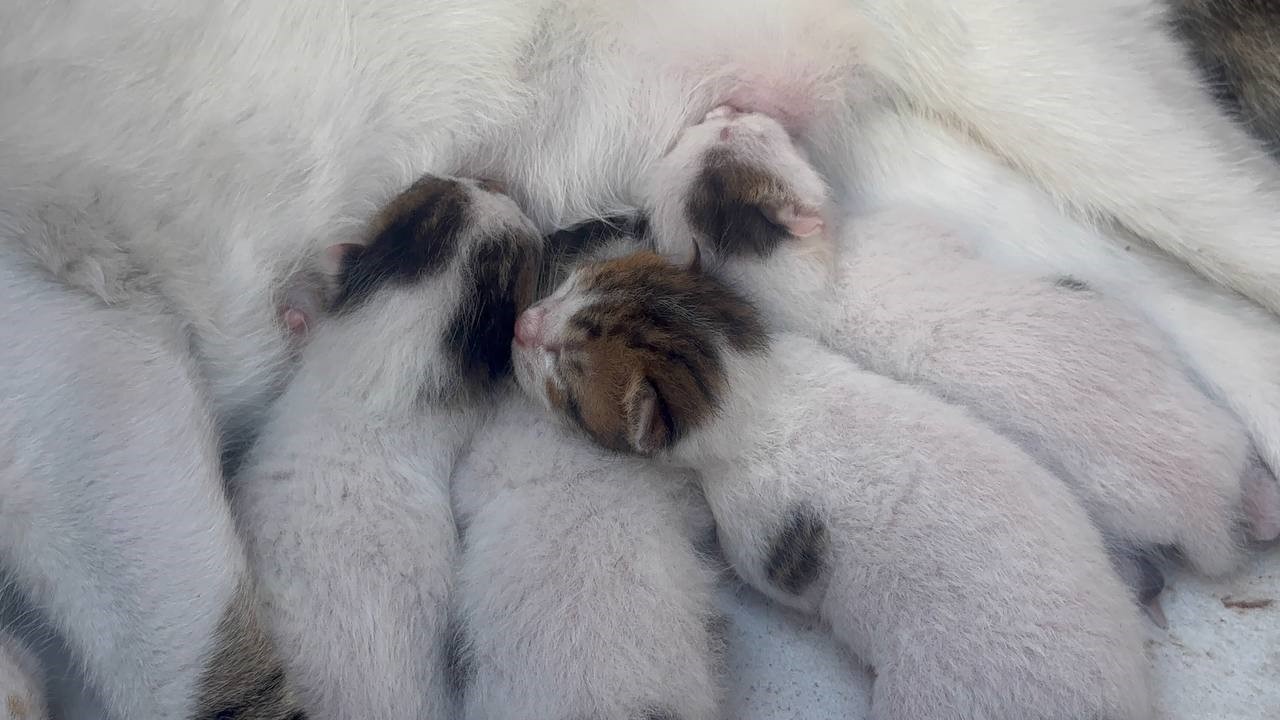 Durakta doğum yapan kedi ve yavrularına taksiciler sahip çıktı 