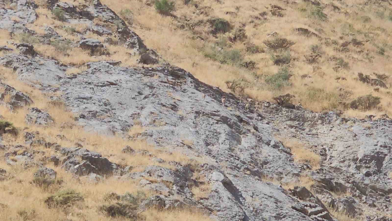 Cilo Dağı’nda dağ keçileri görüntülendi 