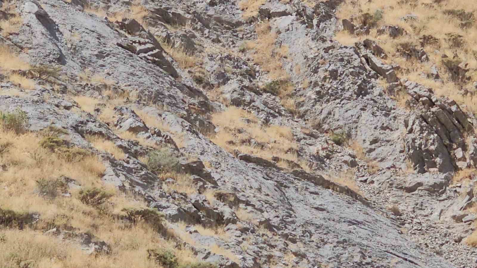 Cilo Dağı’nda dağ keçileri görüntülendi 