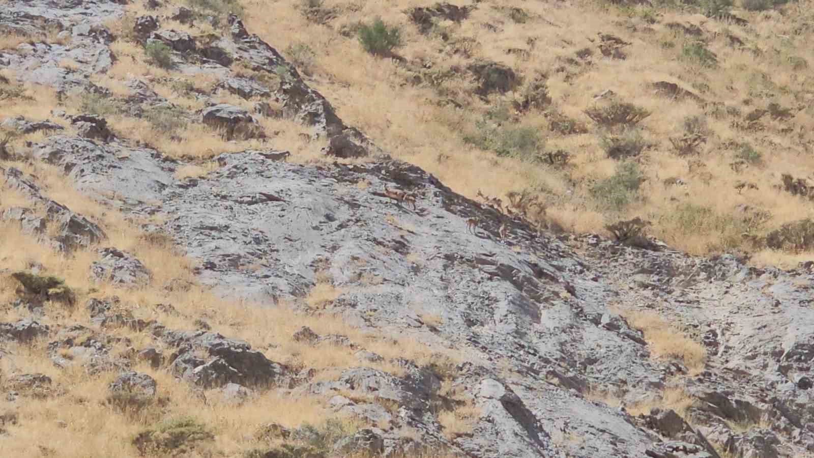 Cilo Dağı’nda dağ keçileri görüntülendi 